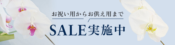 もっと贈りやすく！胡蝶蘭SALE開催中