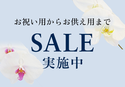 もっと贈りやすく！胡蝶蘭SALE開催中