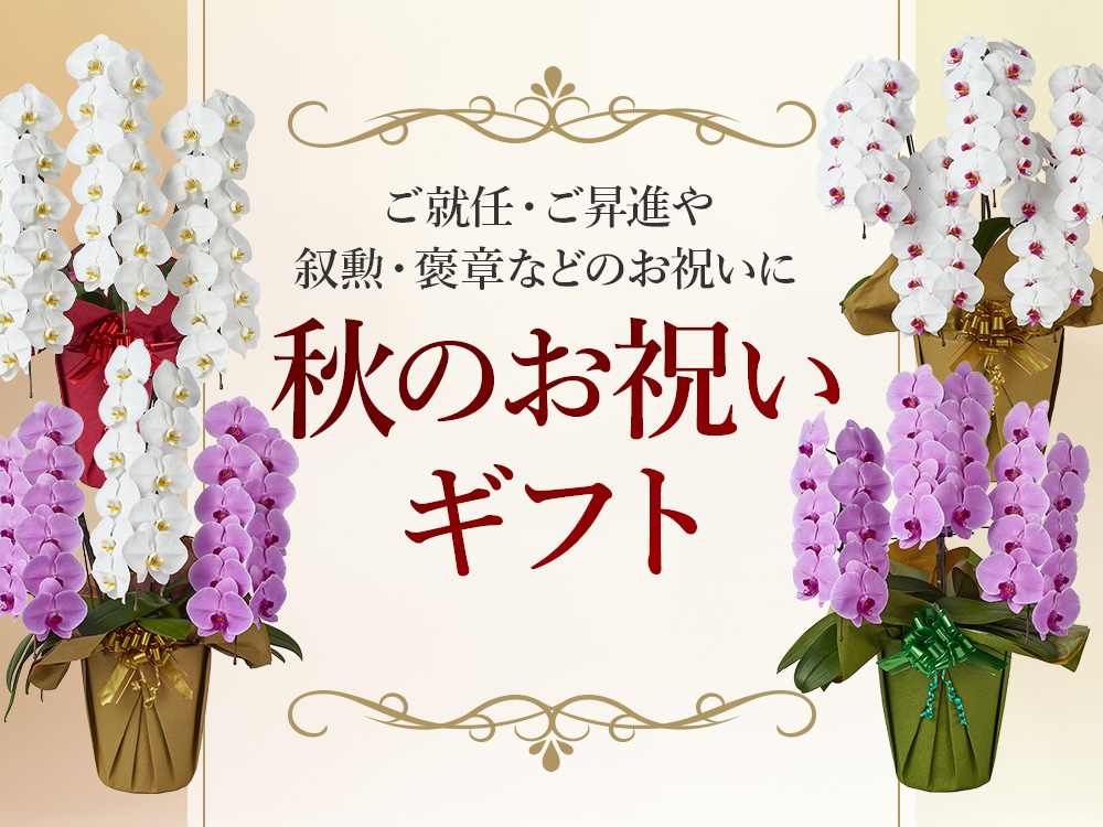 秋のお祝いギフト｜ご就任やご昇進、叙勲や褒章など秋のお祝いごとに胡蝶蘭を贈りませんか？