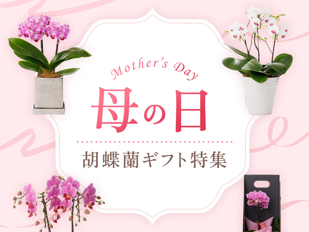 母の日に贈る胡蝶蘭ギフト特集