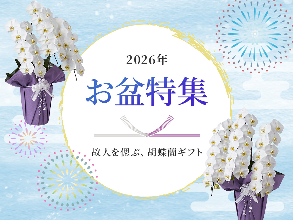 【お盆特集】お盆の準備はお早めに｜故人を偲ぶ、清楚な胡蝶蘭
