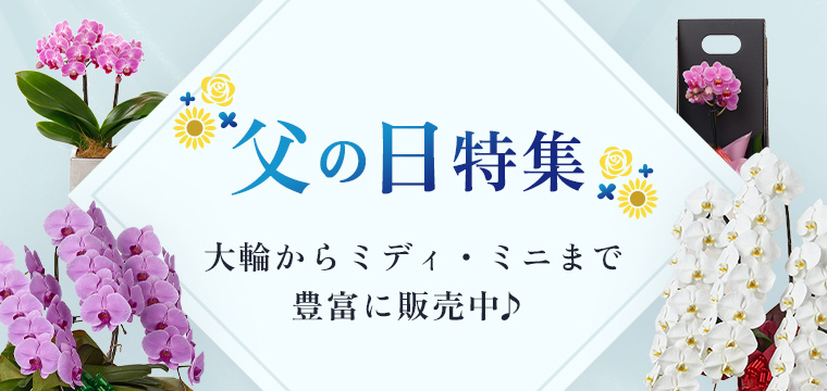 【父の日特集】大輪からミディ・ミニまで多種販売中！