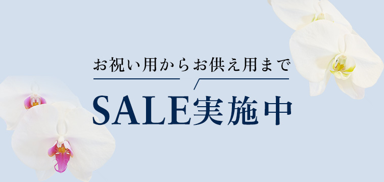 もっと贈りやすく！胡蝶蘭SALE開催中