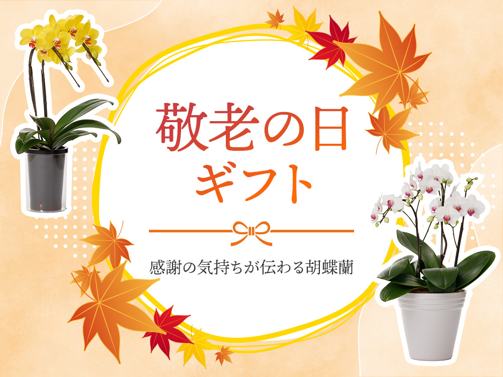 敬老の日ギフト｜今年の敬老の日は「胡蝶蘭」で長寿と感謝を伝えませんか？