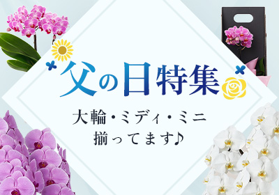 【父の日特集】大輪からミディ・ミニまで多種販売中！