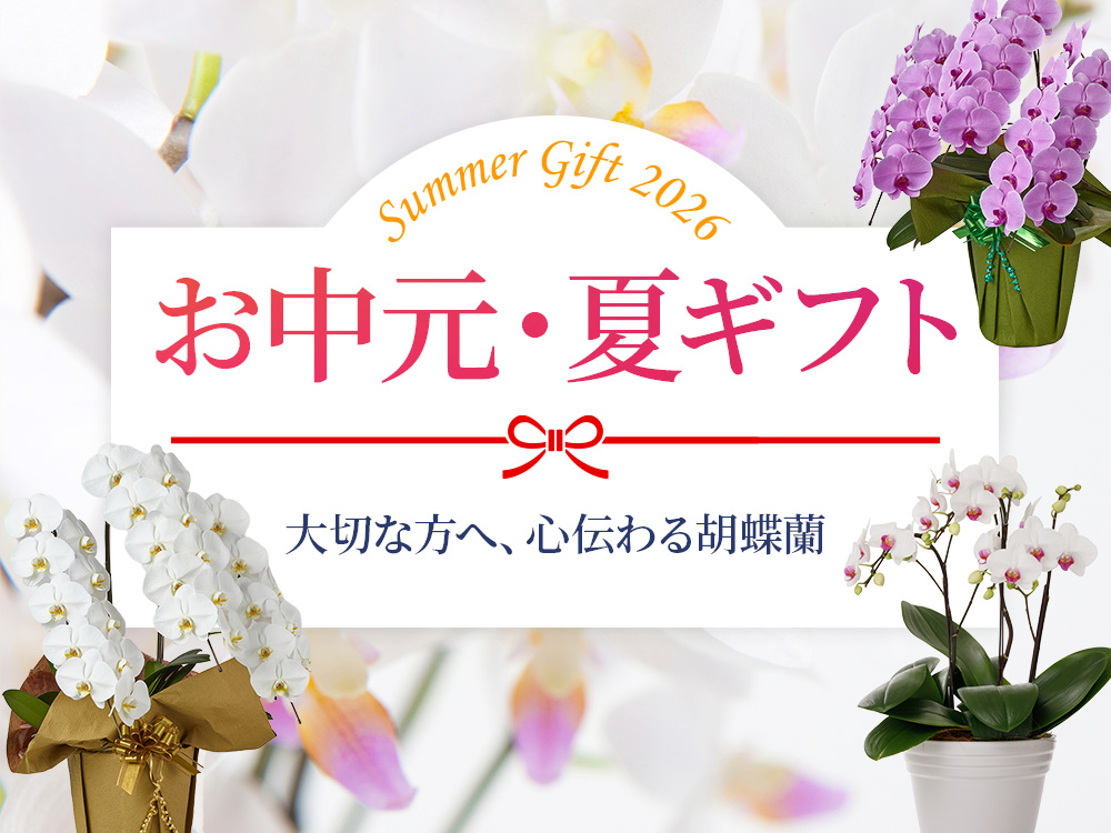 【お中元特集】夏の贈り物におすすめの胡蝶蘭販売中！