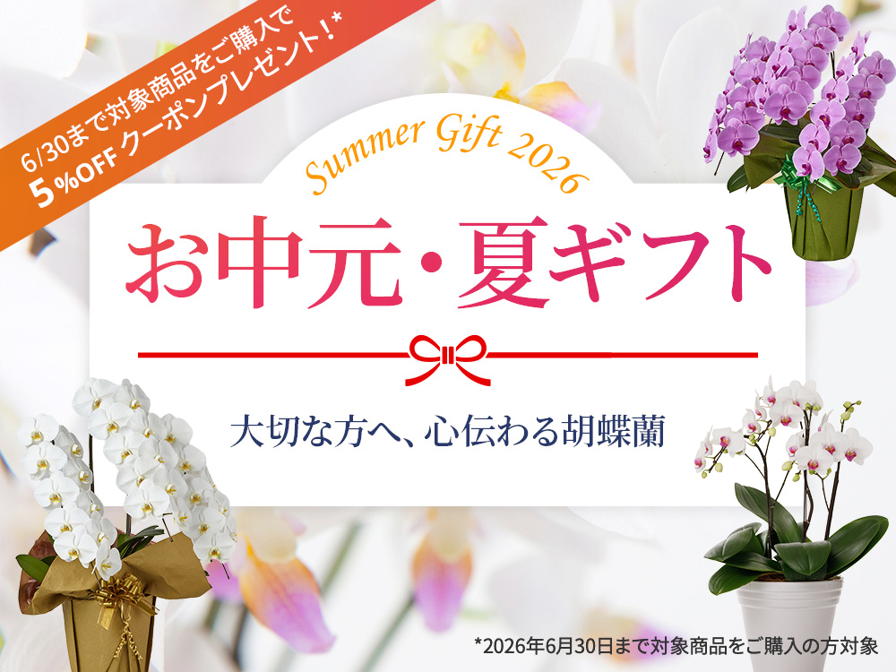 【【お中元特集】夏の贈り物におすすめの胡蝶蘭販売中！