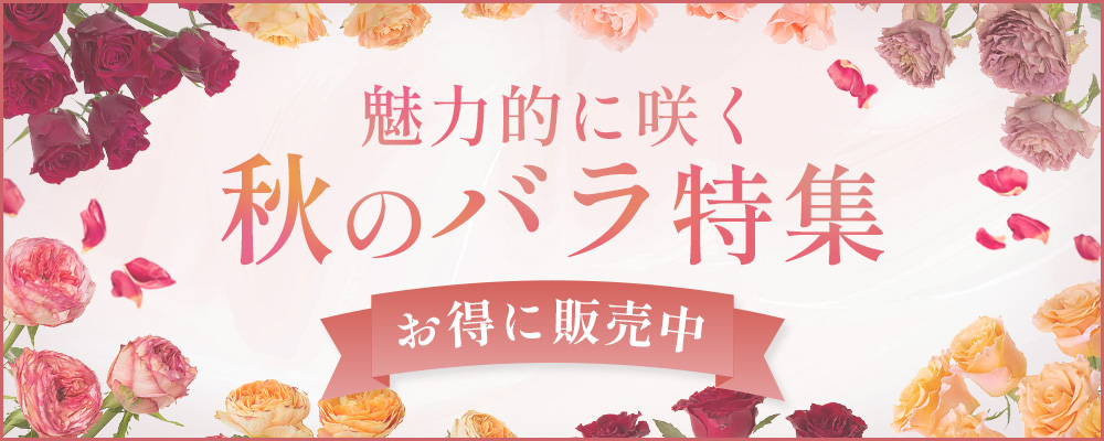 秋のバラ特集