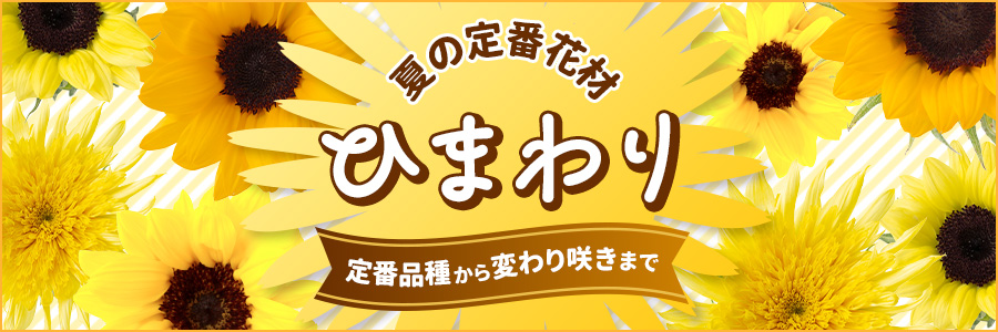 ひまわり特集】定番から変わり咲き品種まで豊富に販売！: ｜Flower