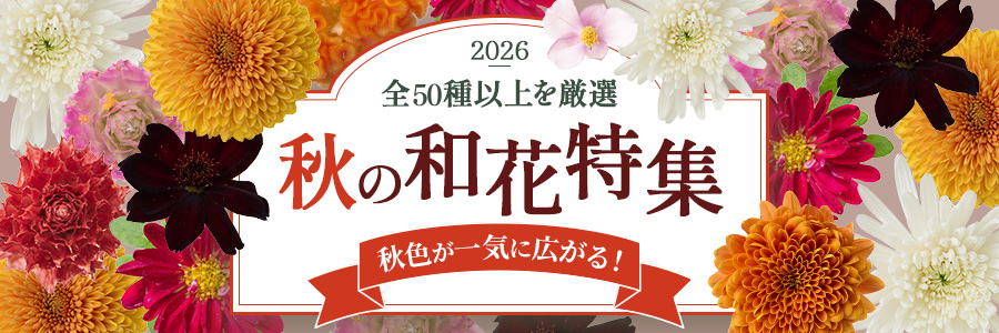 秋の和花特集