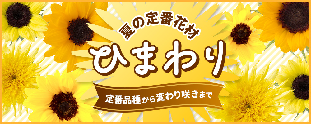 ひまわり特集】定番から変わり咲き品種まで豊富に販売！: ｜Flower