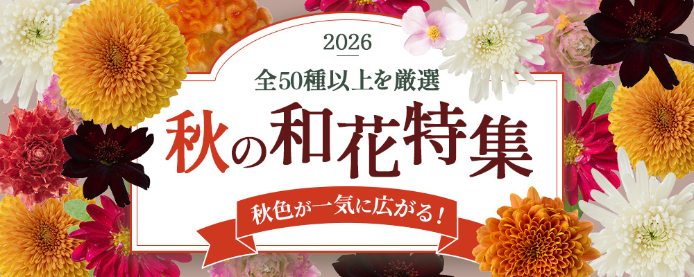 秋の和花特集