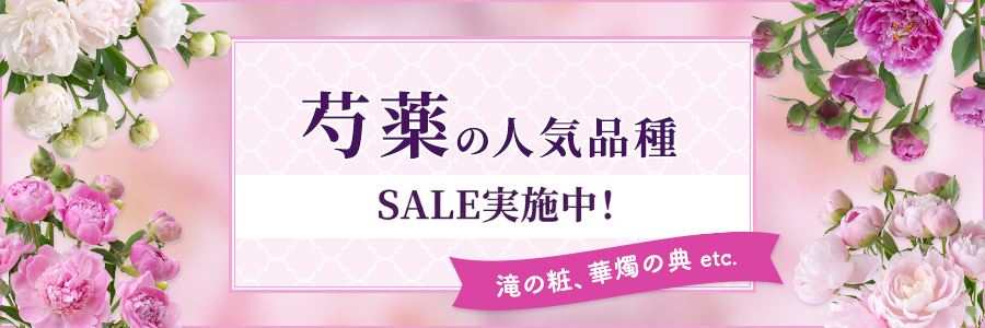芍薬の人気品種続々入荷中！