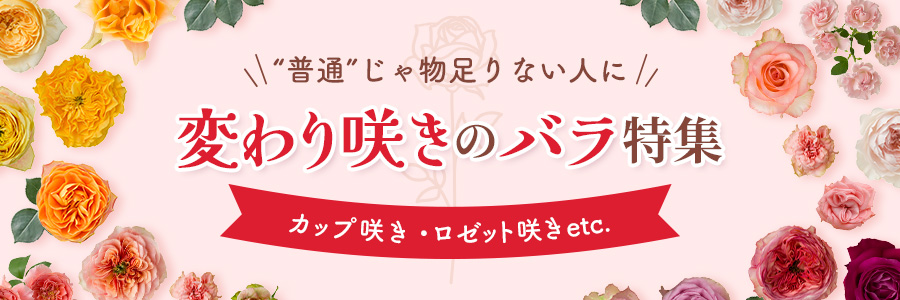 【変わり咲きバラ特集】咲き方で選ぶ個性派バラ