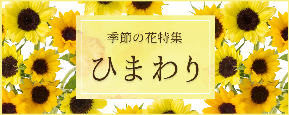 【季節の花】ひまわり特集