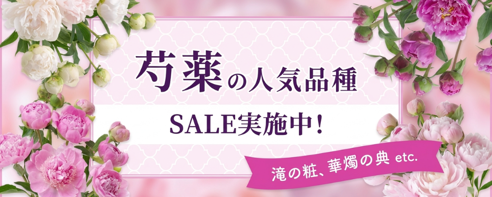 芍薬の人気品種続々入荷中！