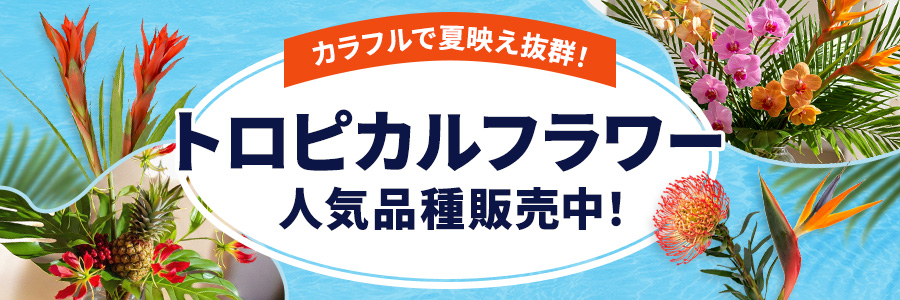 トロピカルフラワー特集