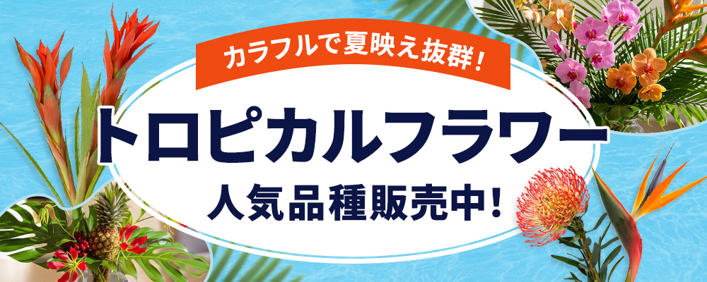 トロピカルフラワー特集