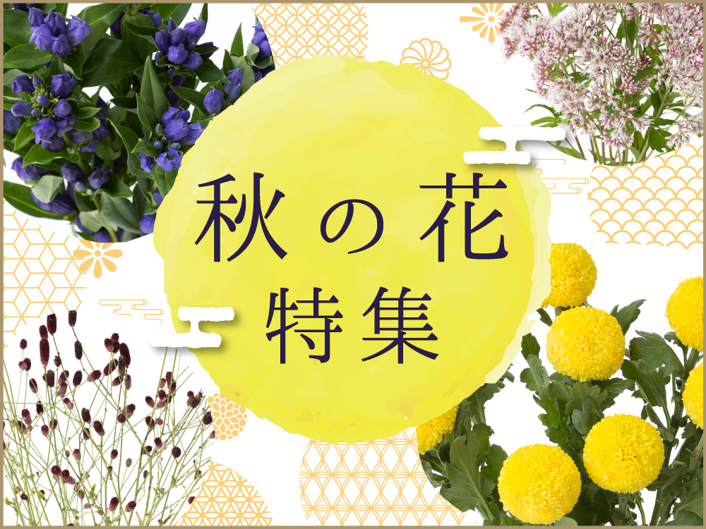 【四季の花】秋の花特集