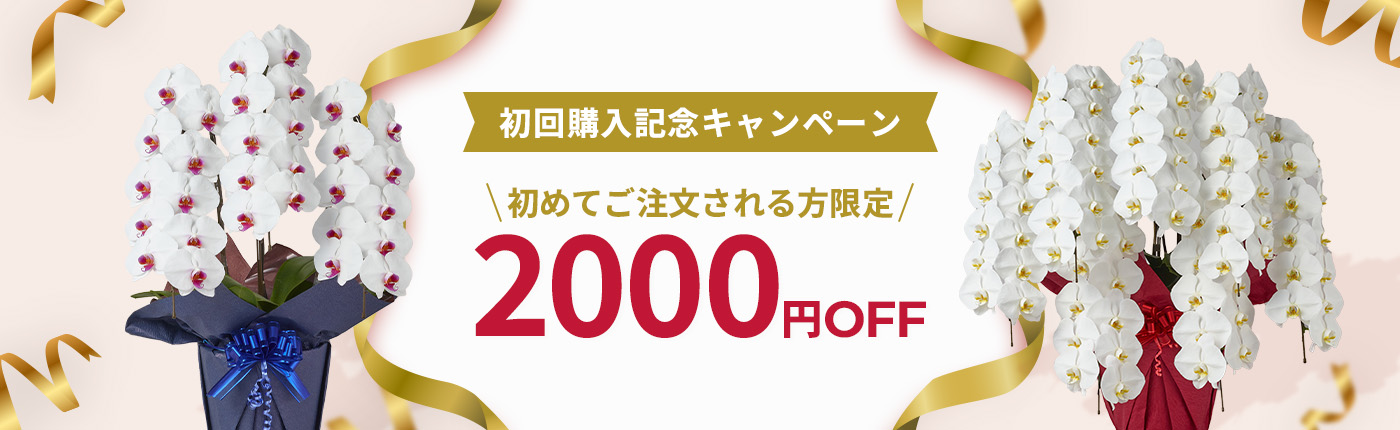 もっと贈りやすく。胡蝶蘭SALE開催中！