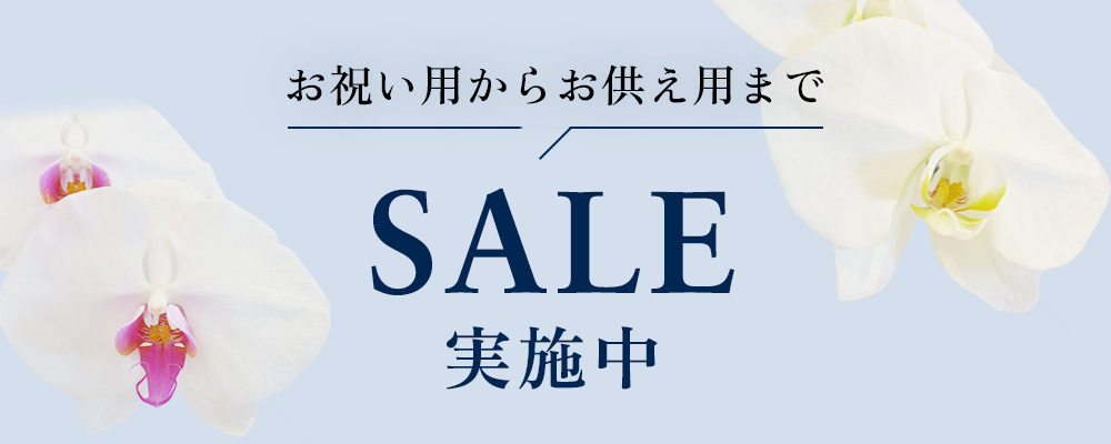 もっと贈りやすく。胡蝶蘭SALE開催中！