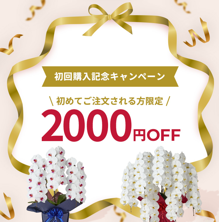 もっと贈りやすく。胡蝶蘭SALE開催中！