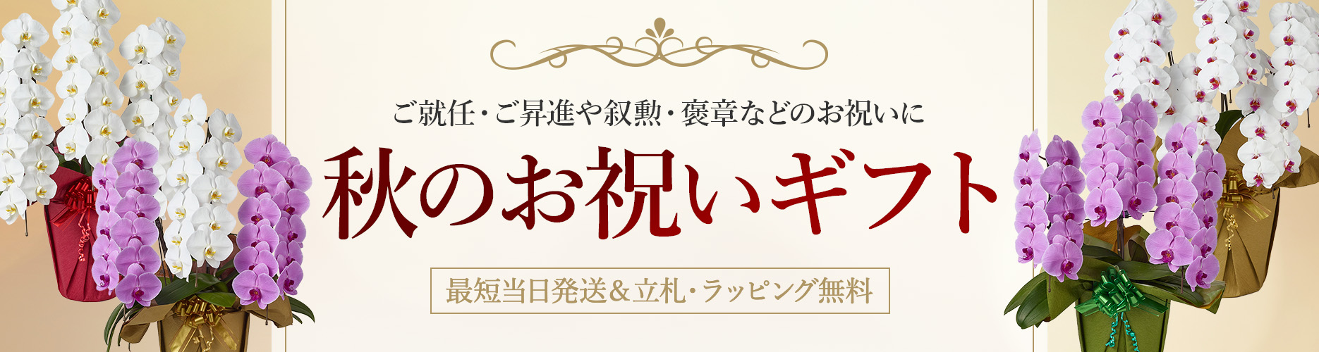 母の日特集 ミディ・ミニ胡蝶蘭豊富♪