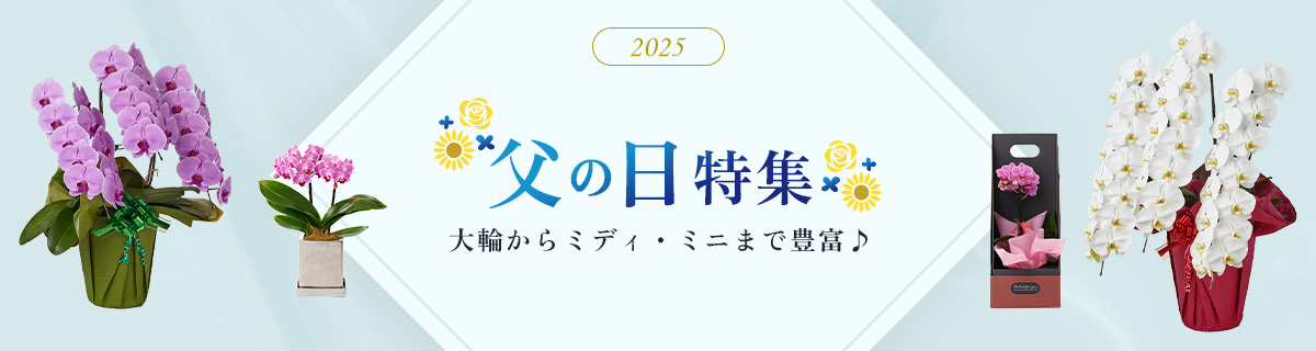 父の日特集 大輪からミディ・ミニまで豊富♪