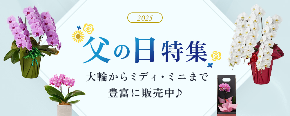 父の日特集 大輪からミディ・ミニまで豊富♪
