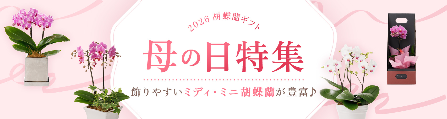 母の日特集 ミディ・ミニ胡蝶蘭豊富♪