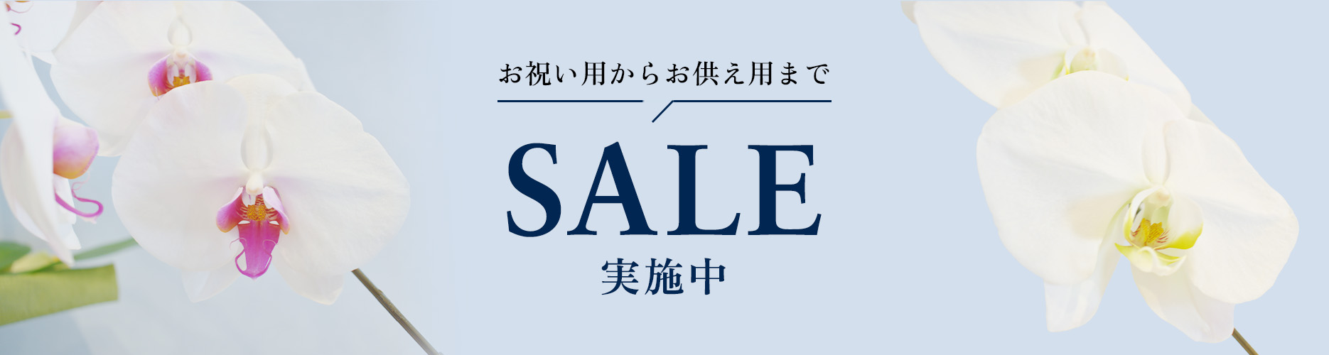 もっと贈りやすく。胡蝶蘭SALE開催中！