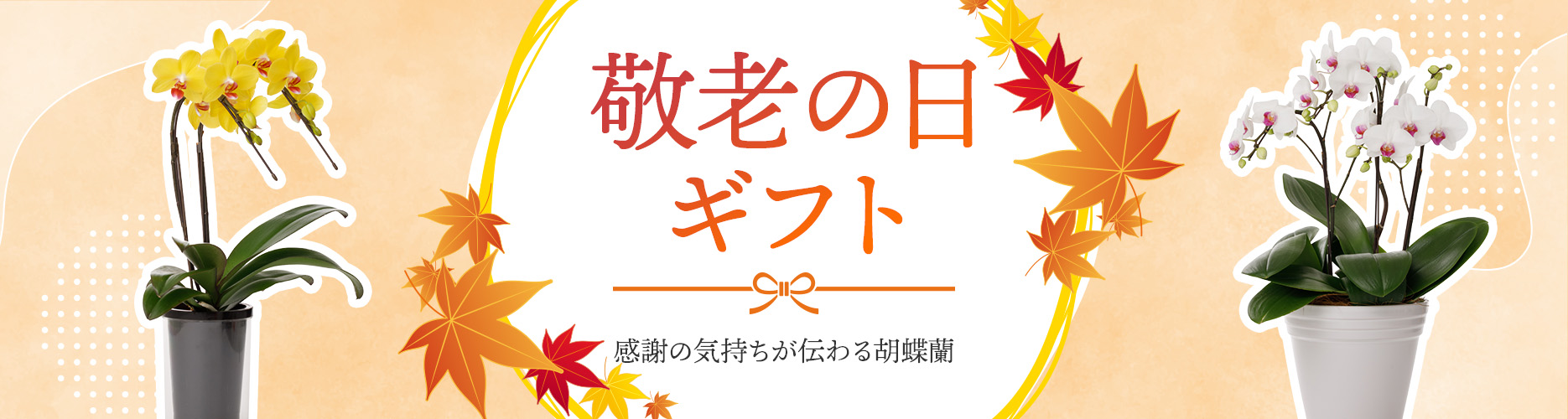 敬老の日ギフト｜今年の敬老の日は「胡蝶蘭」で長寿と感謝を伝えませんか？