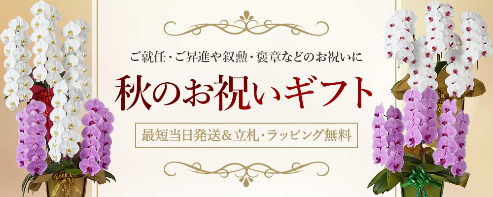 母の日特集 ミディ・ミニ胡蝶蘭豊富♪
