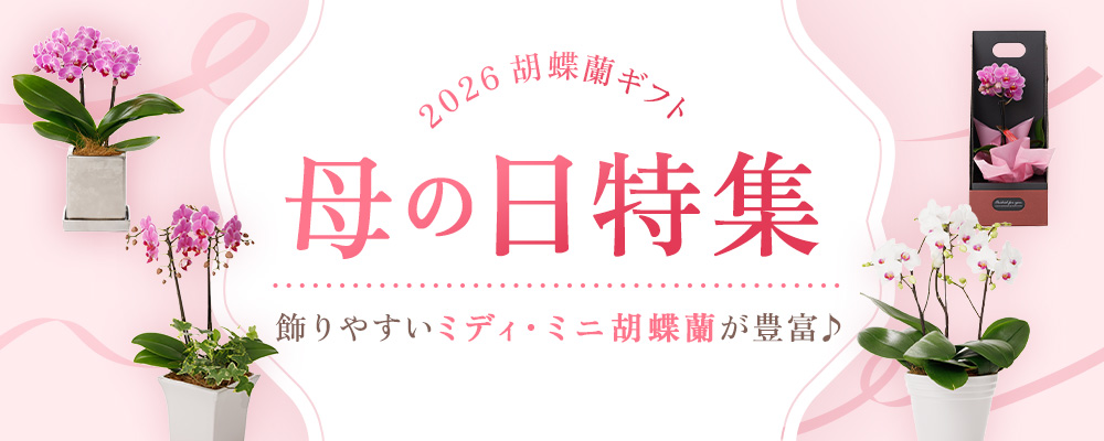 母の日特集 ミディ・ミニ胡蝶蘭豊富♪