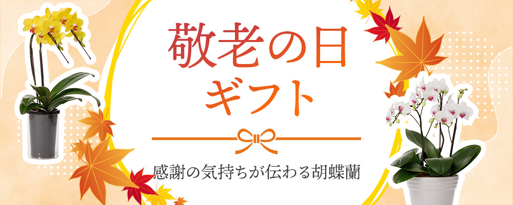 敬老の日ギフト｜今年の敬老の日は「胡蝶蘭」で長寿と感謝を伝えませんか？