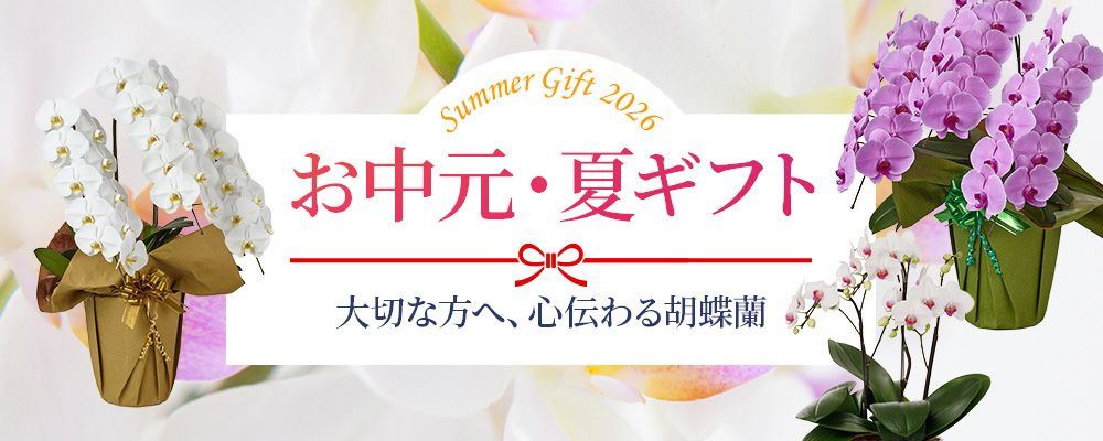 【お中元特集】夏の贈り物におすすめの胡蝶蘭販売中！｜Flower Smith Gift（フラワースミスギフト）♪