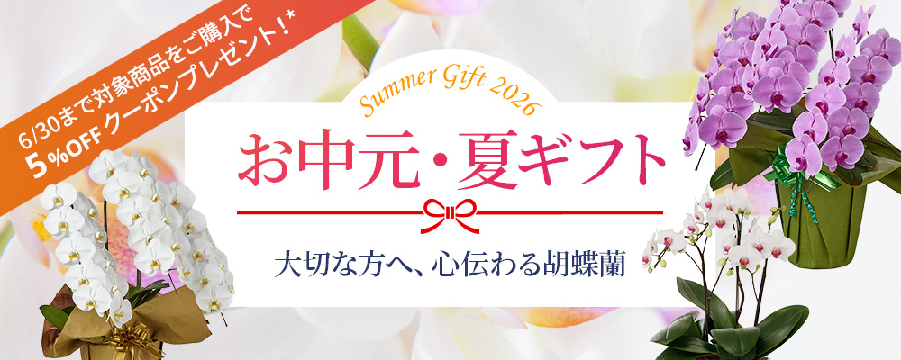 【お中元特集】夏の贈り物におすすめの胡蝶蘭販売中！｜Flower Smith Gift（フラワースミスギフト）♪