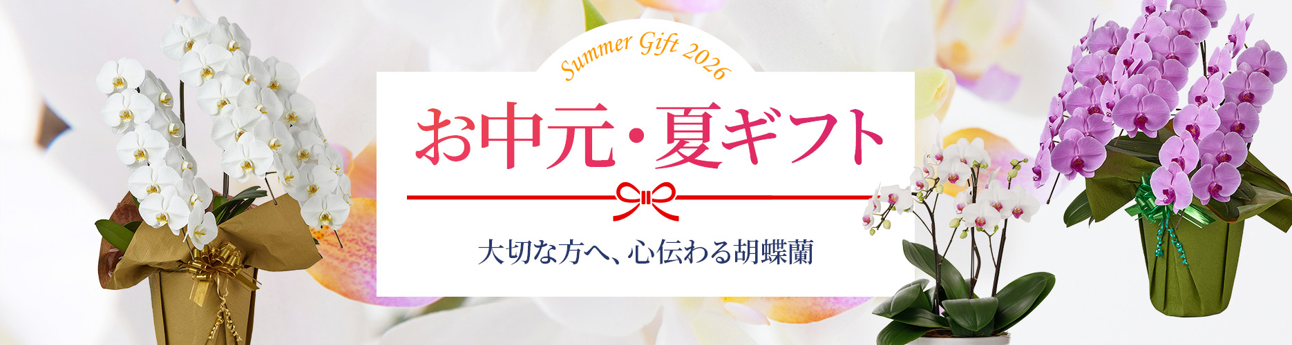 【お中元特集】夏の贈り物におすすめの胡蝶蘭販売中！｜Flower Smith Gift（フラワースミスギフト）