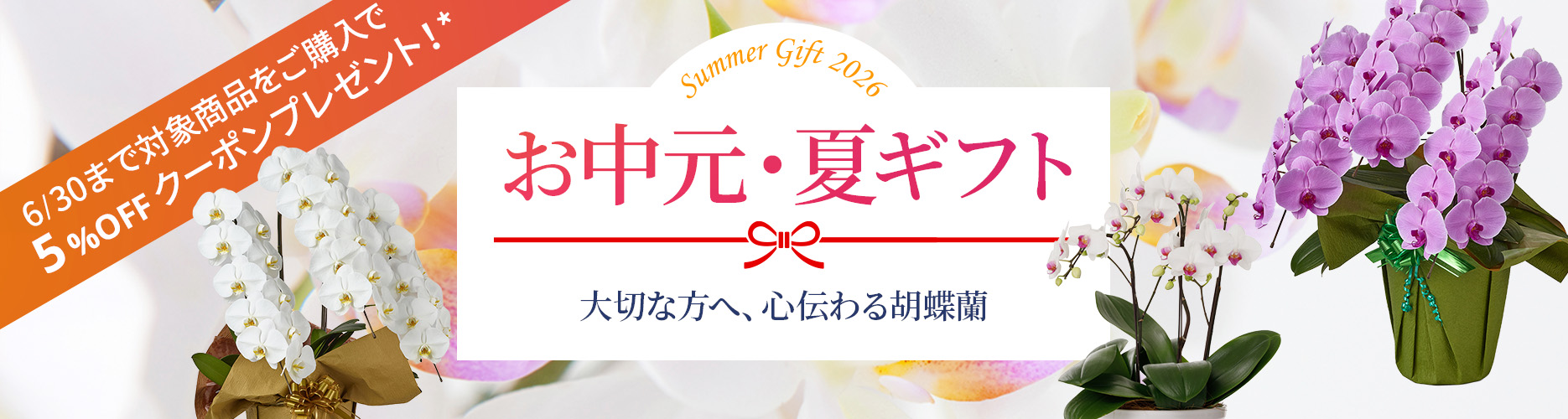 【お中元特集】夏の贈り物におすすめの胡蝶蘭販売中！｜Flower Smith Gift（フラワースミスギフト）