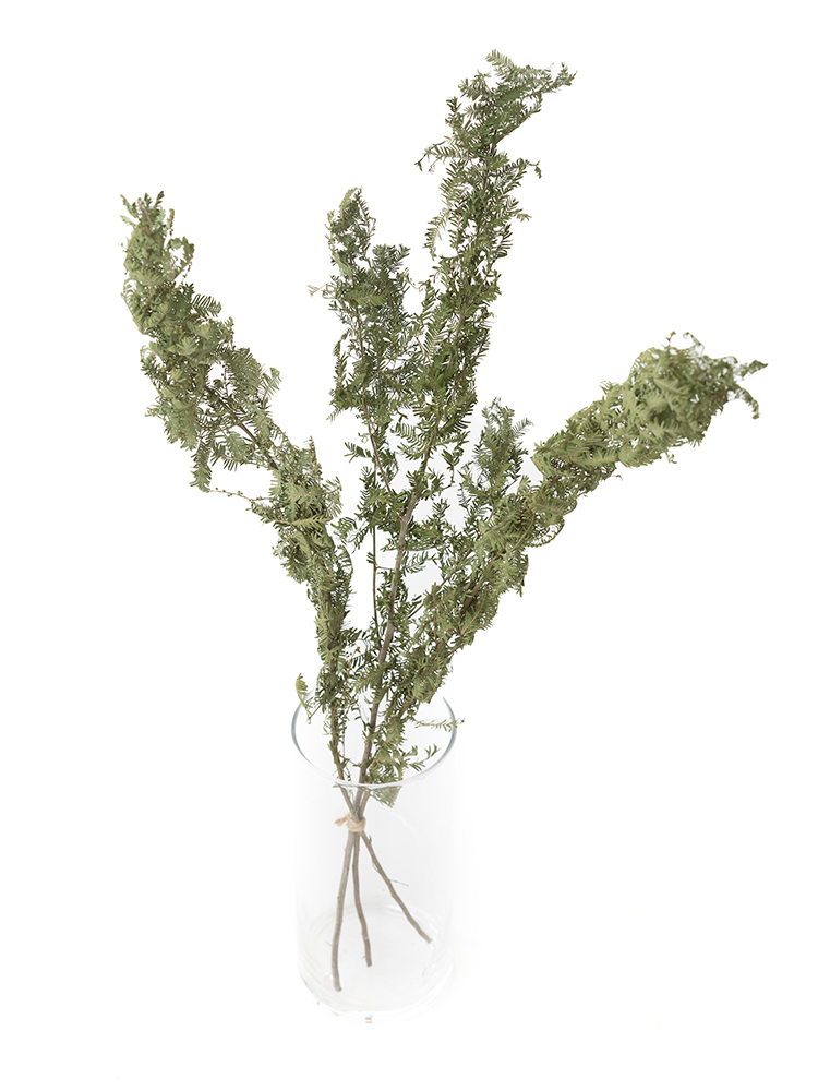 【ドライ】アカシア　銀葉アカシアの全体写真のアップ