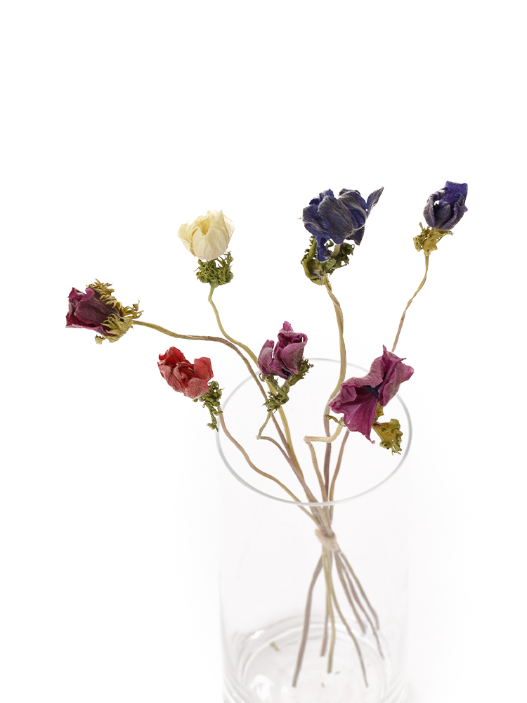 【ドライ】アネモネ　品種おまかせの全体写真のアップ