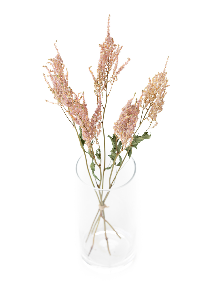 【ドライ】アスチルベ　品種おまかせ(ピンク)の全体写真のアップ