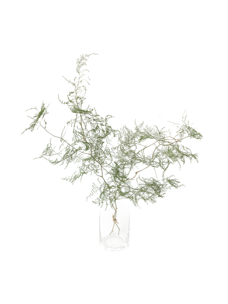 【ドライ】アスパラ ペラの全体写真のアップ