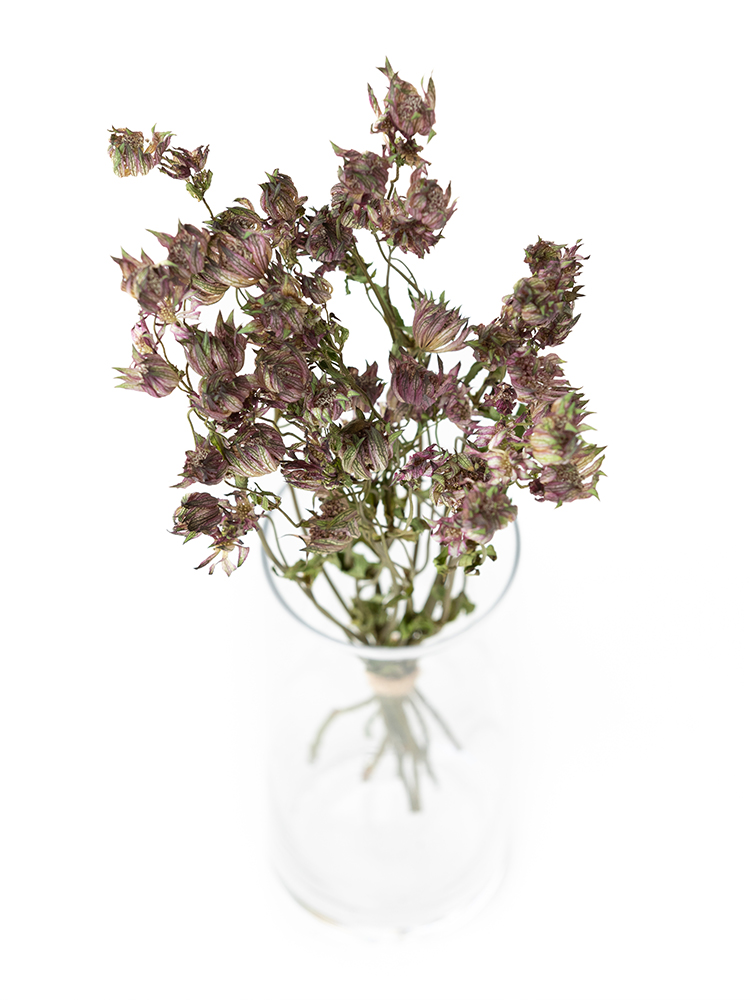 【ドライ】アストランチア　ローマの全体写真のアップ