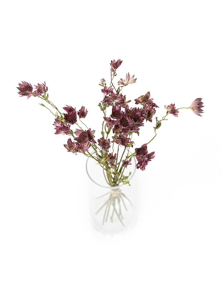 【ドライ】アストランチア スターオブアフリカの全体写真のアップ