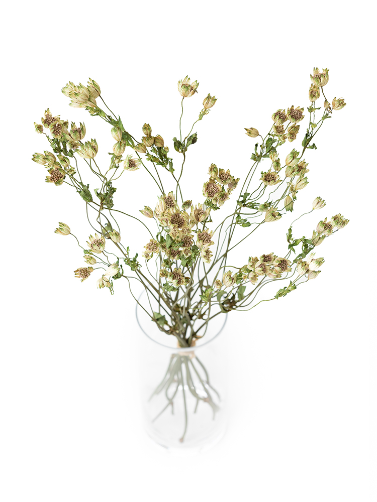 【ドライ】アストランチア　スターオブビリオンの全体写真のアップ