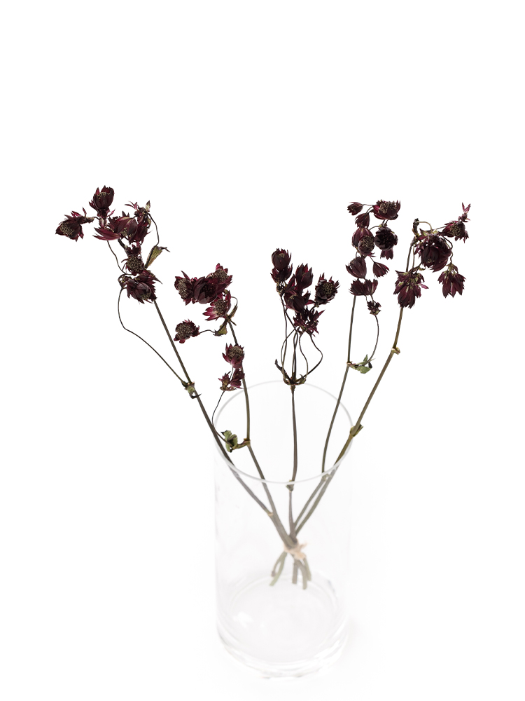 【ドライ】アストランチア スターオブファイヤーの全体写真のアップ