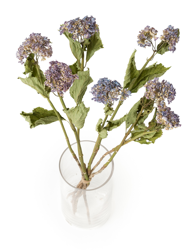 【ドライ】アジサイ(ピンク)の全体写真のアップ