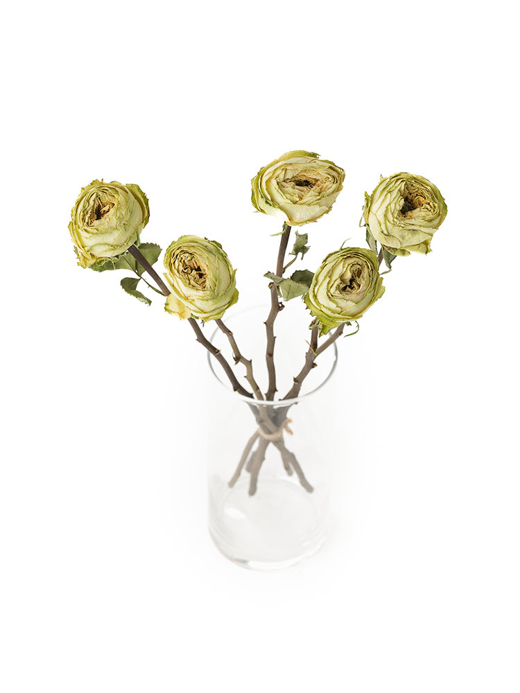 【ドライ】バラ レモンゼストの全体写真のアップ