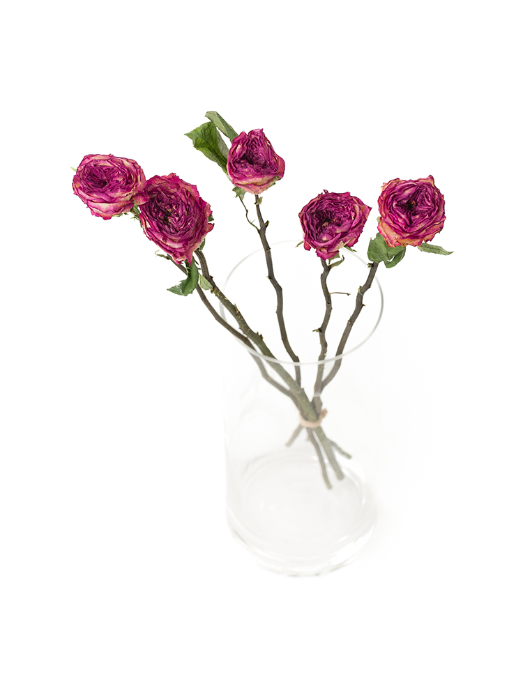 【ドライ】バラ　スタートレックの全体写真のアップ